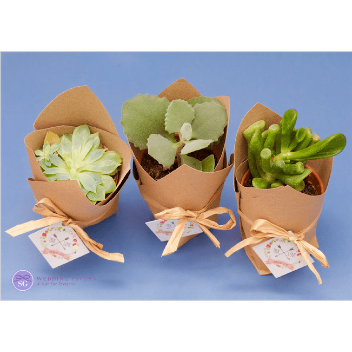 Succulent Favors