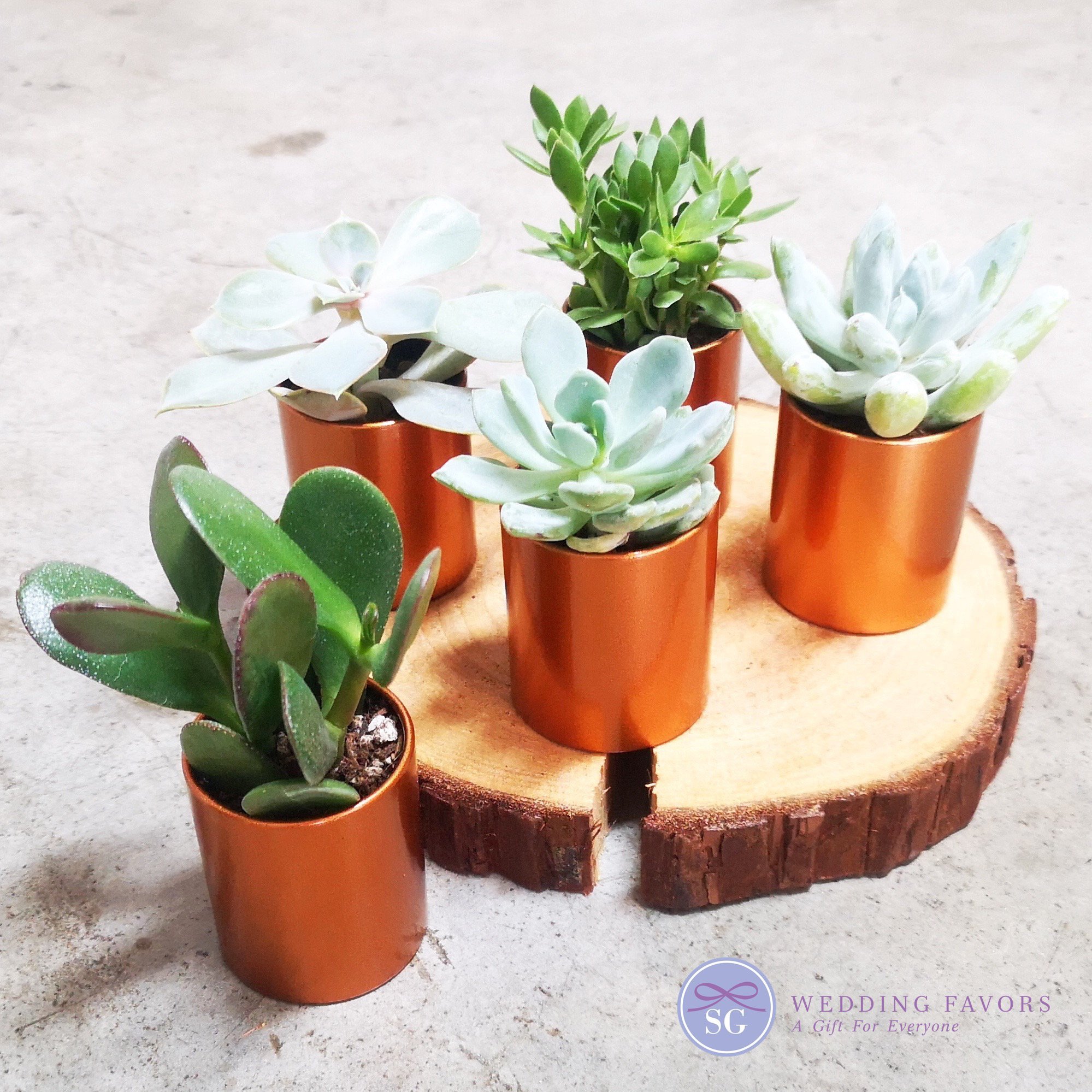 Succulents in Copper