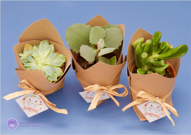 Succulent Favors