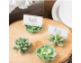 Succulent Place Card Holders