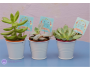 Succulents in Pails