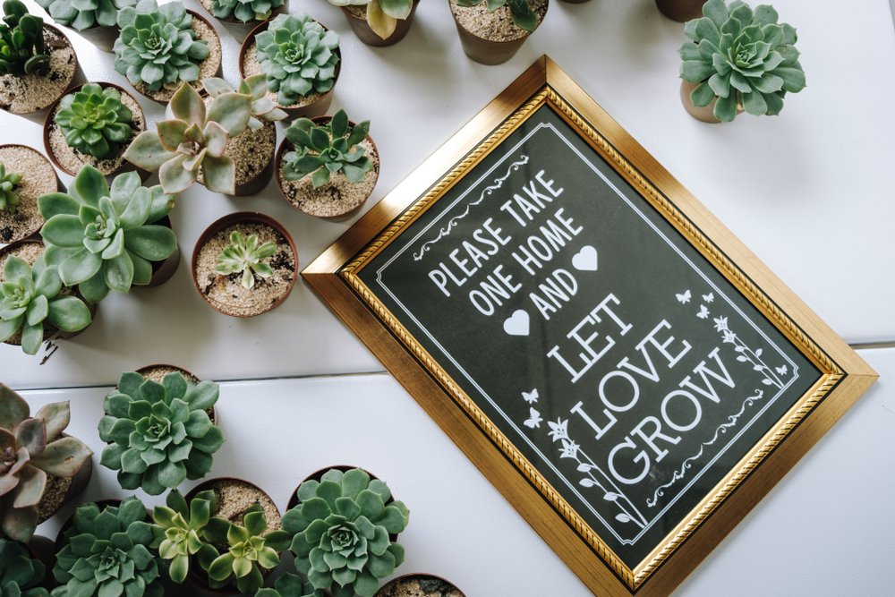  Want To Order Succulents For Your Wedding_ 5 Tips Your Guests Should Know.jpg